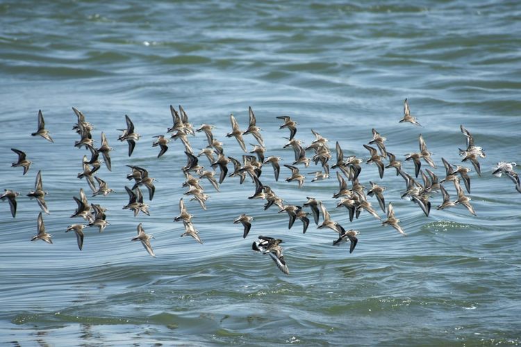 A flock of small shorebirds flying low over open water