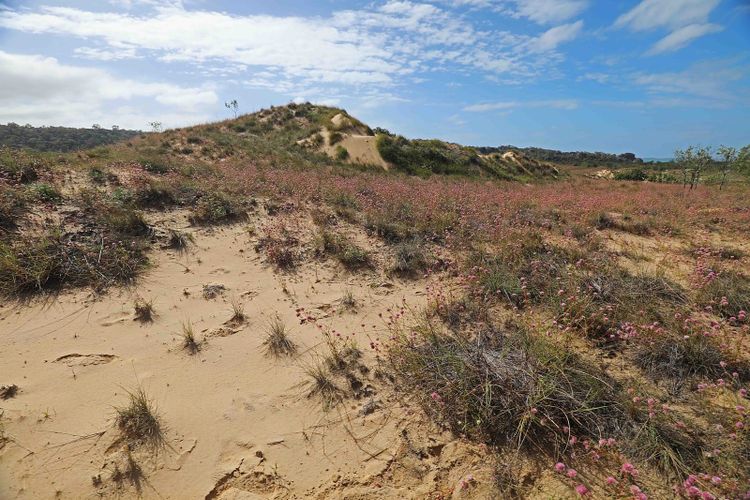Vegetated sand dunes on Groote Eylandt
