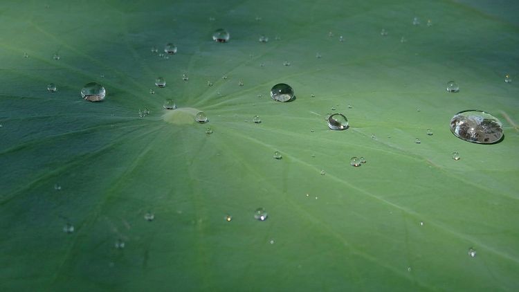 Water droplets beading on a green lotus leaf