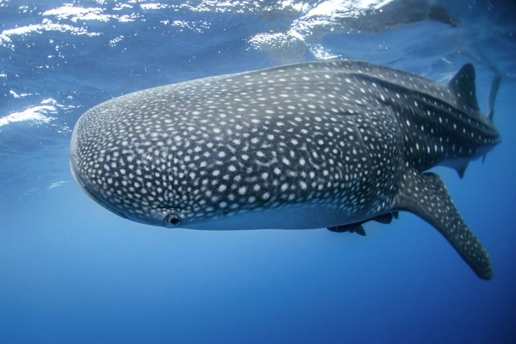 A whale shark swimming in bright blue water, its pale spots clearly visible