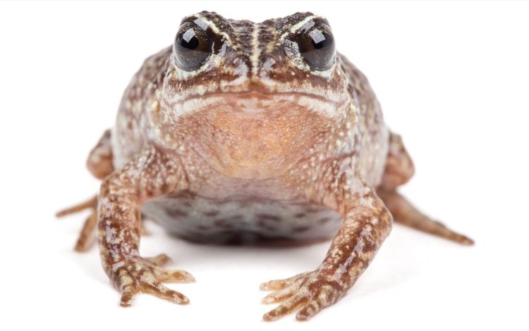 A female Lynchius romolerouxae frog, front view