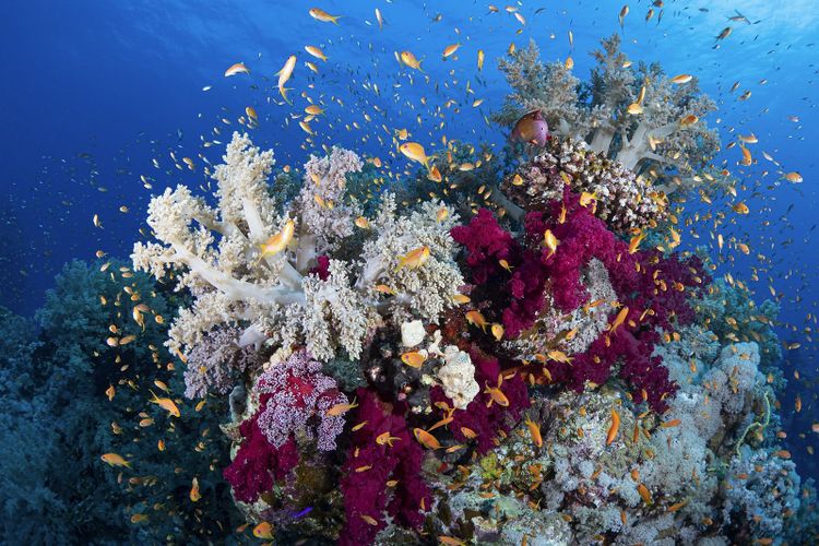 Soft corals in full colour on a reef, small orange fish around them