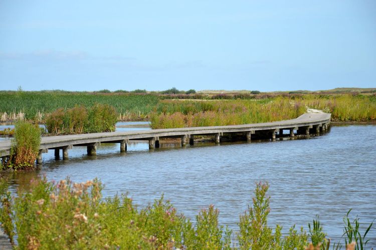 A timber boardwalk curving through reeds over open water at Marker Wadden