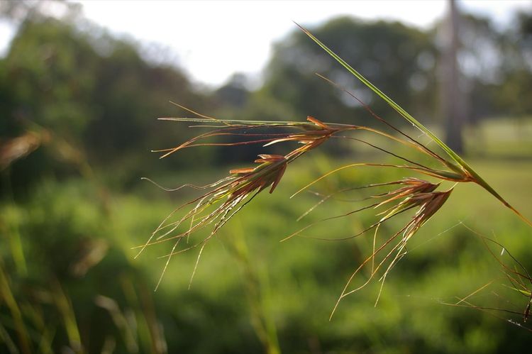 Kangaroo grass in seed, its dark seed heads catching the light