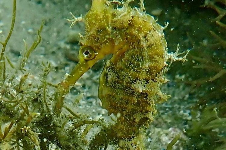 A White's Seahorse holding to seaweed on the harbour floor