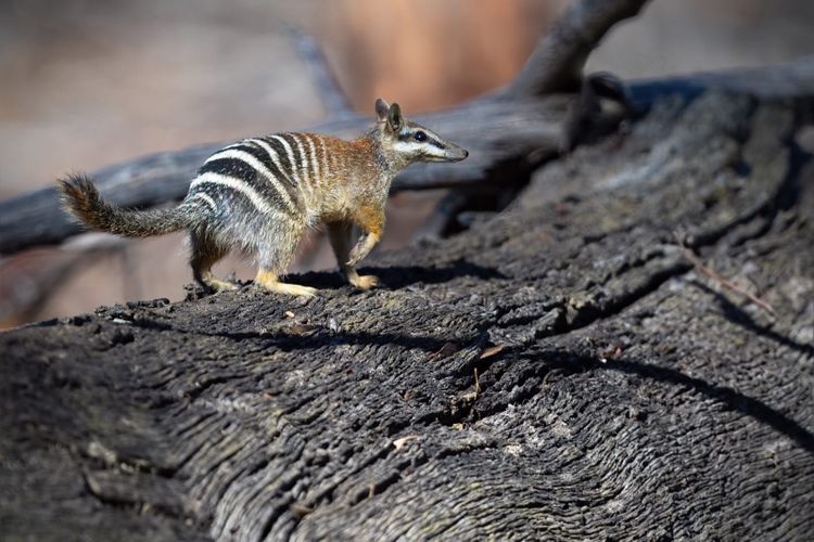 A numbat on a log in Dryandra Woodland, Western Australia