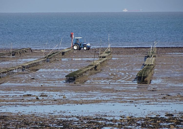 Oyster beds exposed at low tide at Whitstable on the English coast
