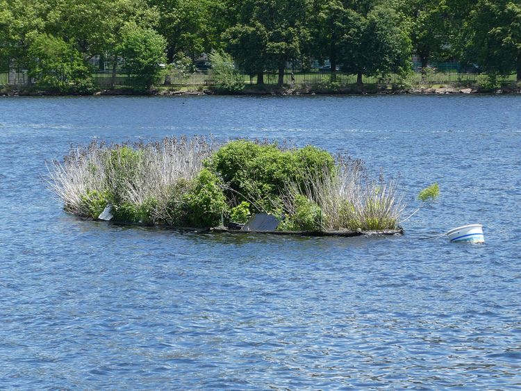 A floating wetland raft planted with reeds on a river, a stand in for the Cowes raft