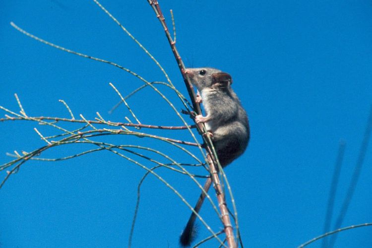 A small grey marsupial with a long dark tipped tail clinging to a thin branch against a blue sky