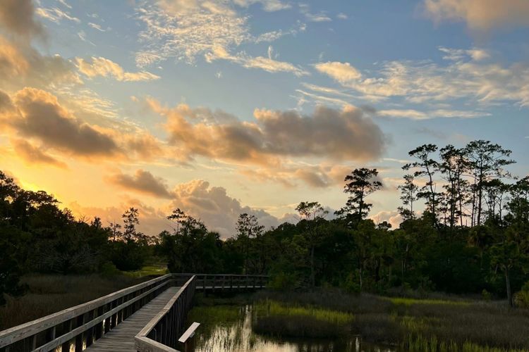 Marsh grass standing in shallow water