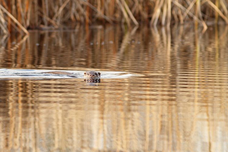 A Eurasian otter swimming among reeds