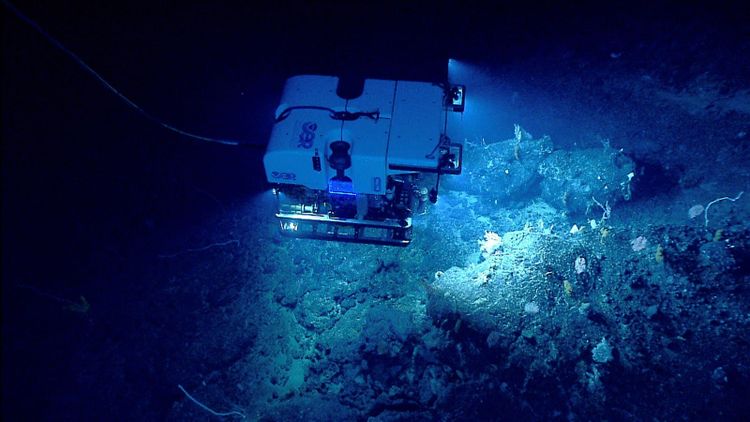 A remotely operated deep sea vehicle above corals on a seamount