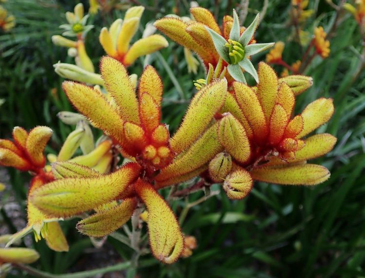 Orange and yellow kangaroo paw flowers