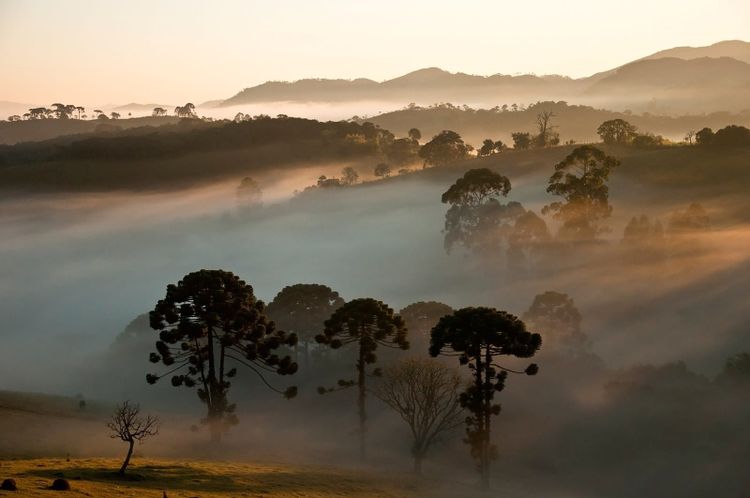 Araucaria pines standing in morning mist in southern Brazil