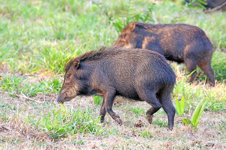 Two white lipped peccaries walking through green grass