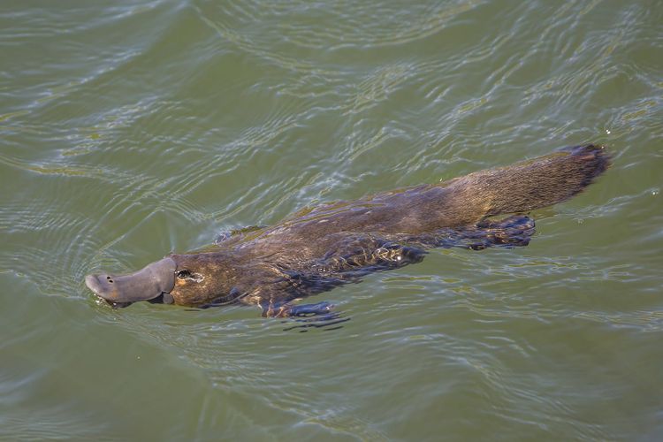 A platypus swimming at the surface of a river, bill and eyes above the water