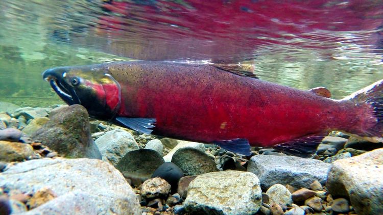 A coho salmon in red spawning colours over river stones