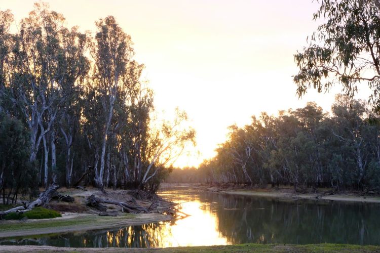 River red gums at sunset on an inland river