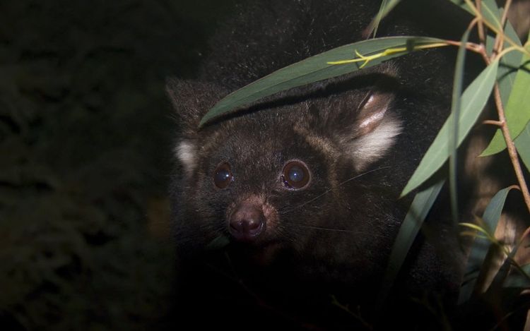 A greater glider in South East Forests National Park