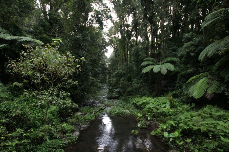 A rainforest creek with tree ferns at Kyogle
