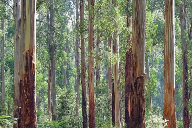 Tall eucalypts in a Victorian forest at Kallista