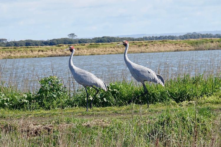 Two brolgas walking beside a wetland in Victoria