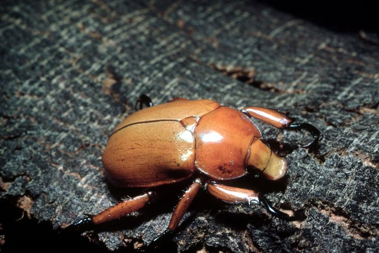 A shiny brown Christmas beetle on a white background