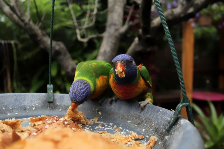 A rainbow lorikeet with bright blue head and orange chest on a branch