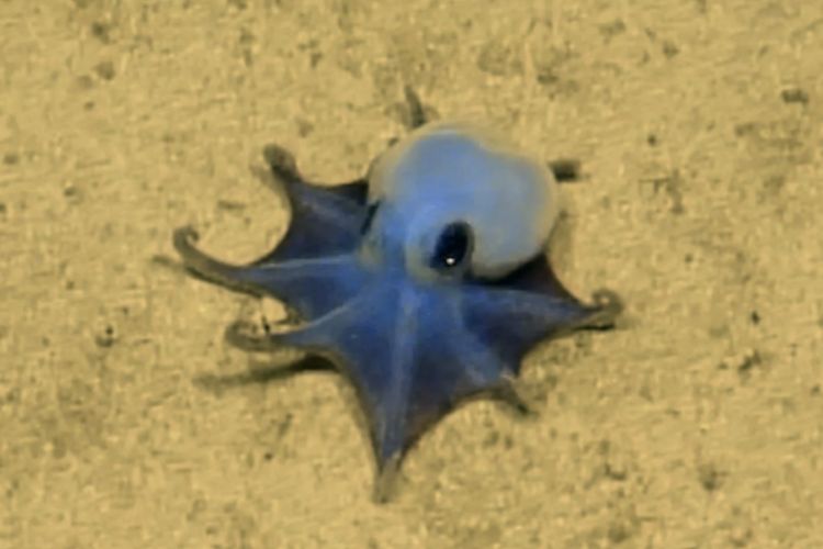 A small blue octopus with short arms spread on pale sand, seen from above