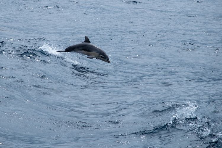 A bottlenose dolphin leaping clear of blue water beside a ferry