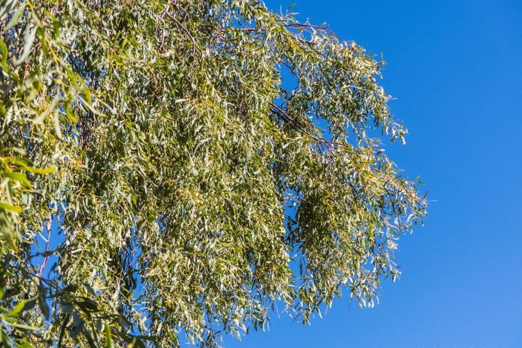 A grey green Weeping Myall tree with drooping branches against a blue sky