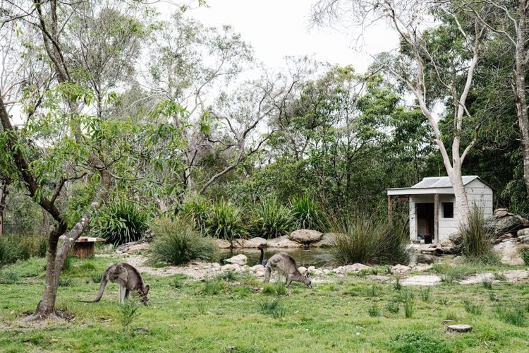 Kangaroos resting in a grassy bush enclosure with a small timber shelter