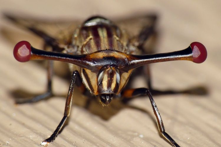 A striped fly facing the camera with its two red eyes held out on long stalks either side of its head