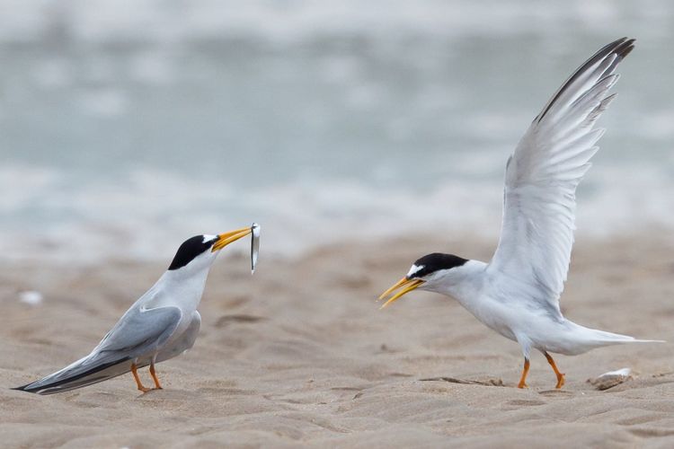 Two little terns on the sand at Long Nanny, one holding a small fish in its beak, the other with its wings raised