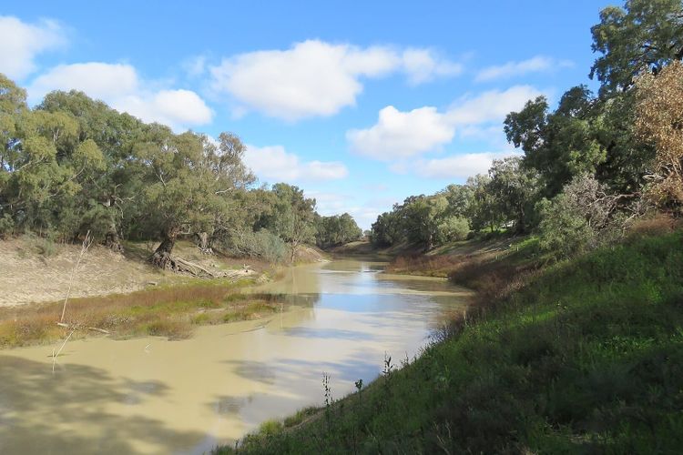 The Darling River at Wilcannia, brown water between red banks and gum trees
