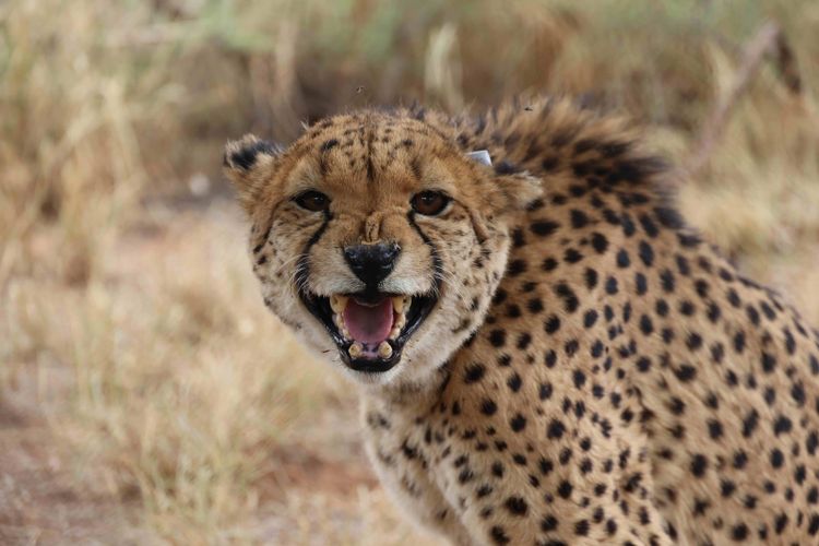 A cheetah in Namibia with an Icarus ear tag