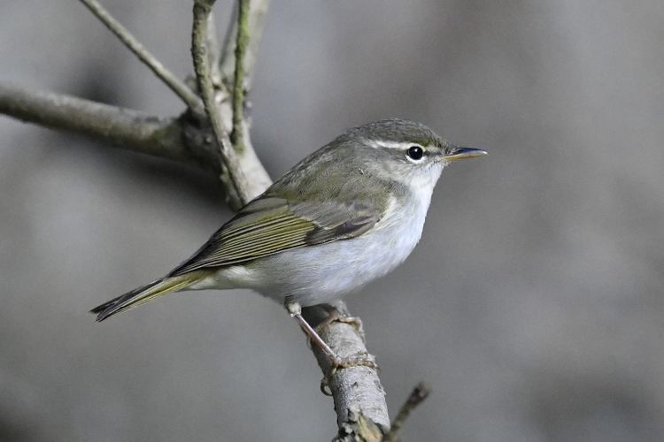 A small olive green warbler with a pale breast perched on a bare twig