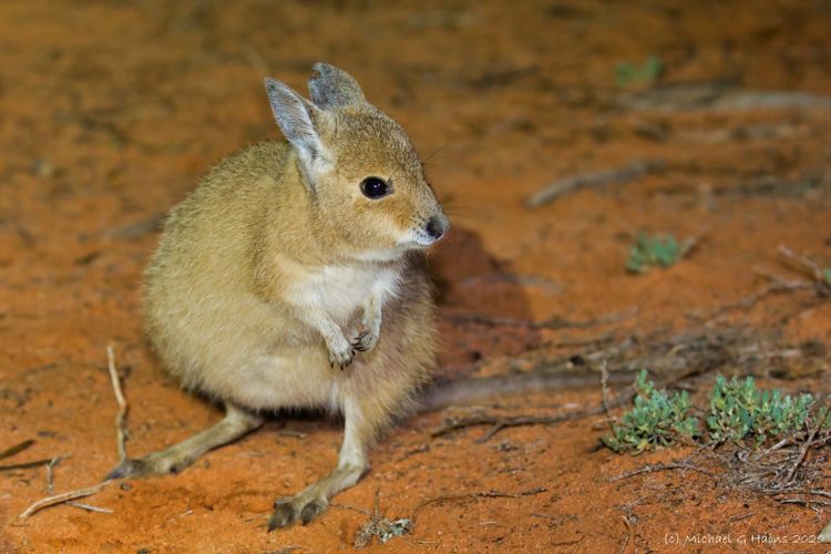 A small sandy coloured hare wallaby crouched on red sand
