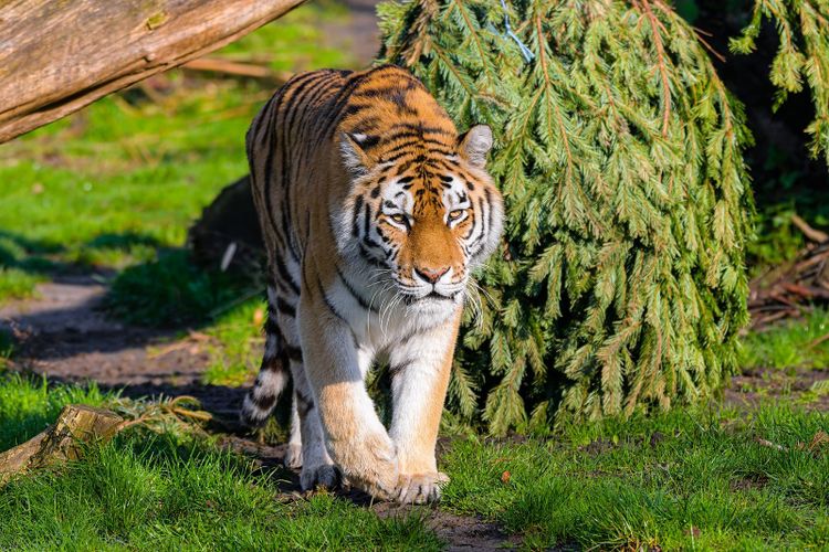 An Amur tiger walking through long grass