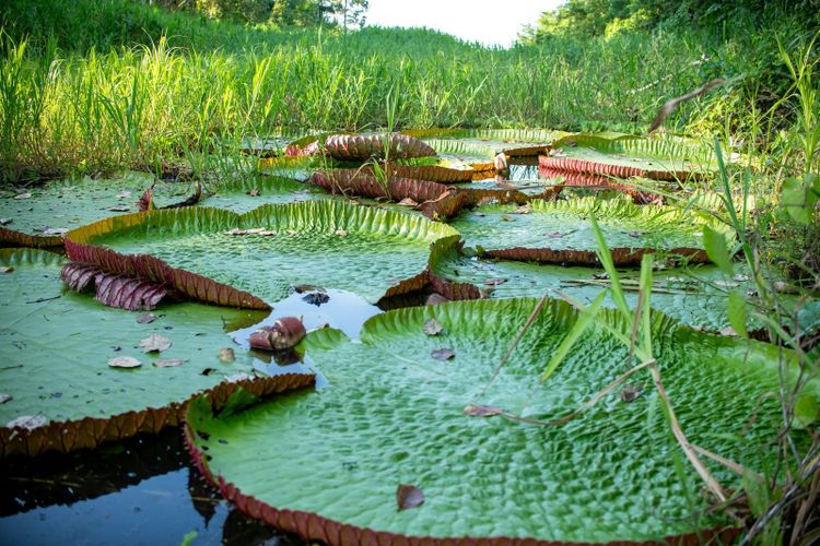 Giant green lily pads with upturned red rims floating among tall grass on calm water