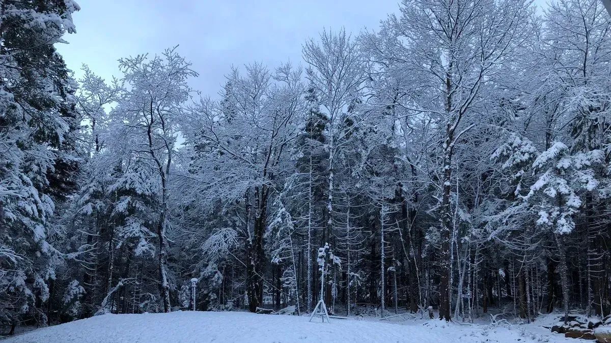 A landscape shot of woods in winter, sourced from accuweather.com