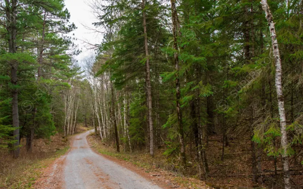 A gravel road into a forest