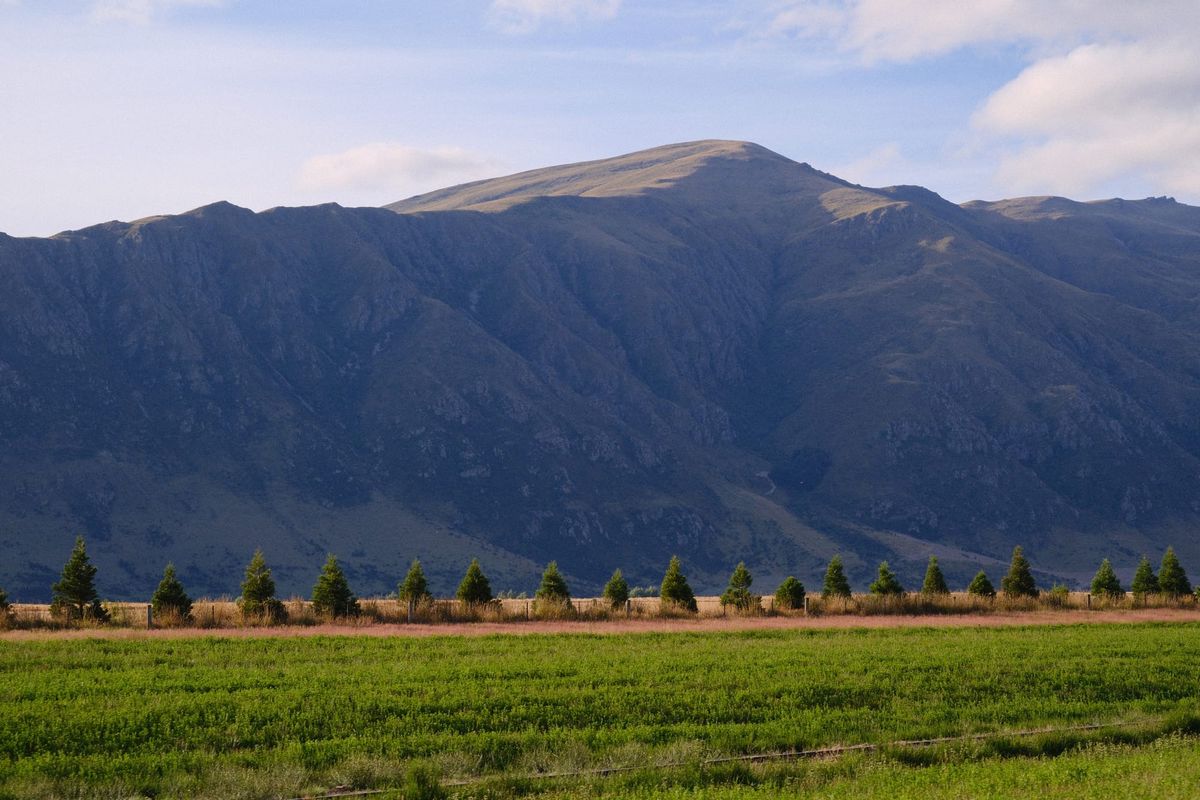 A row of young pines
