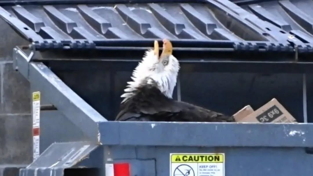 Plucking the Eagle: My Misadventures in Government