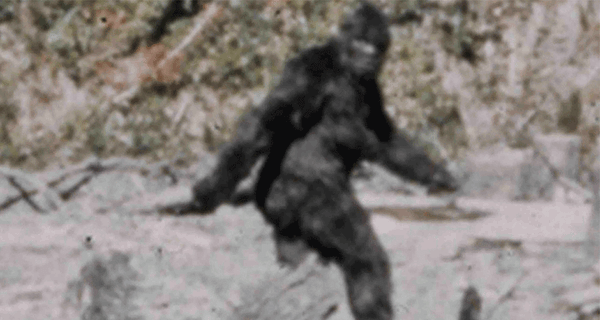 A Beginner's Guide to Cryptids
