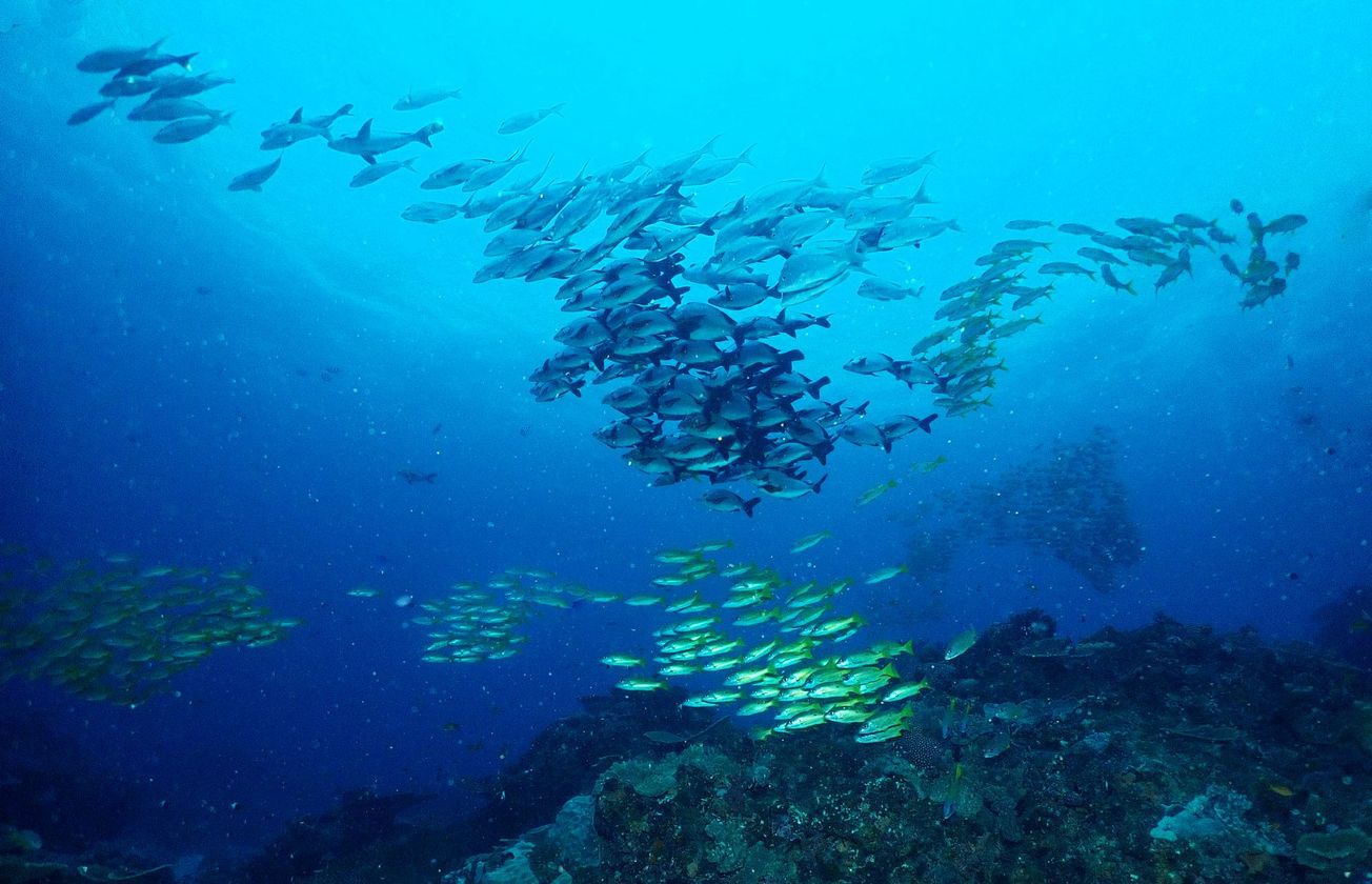 Ocean Protection Gets a Legal Boost: What the ITLOS Advisory Opinion Means for Climate and Nature