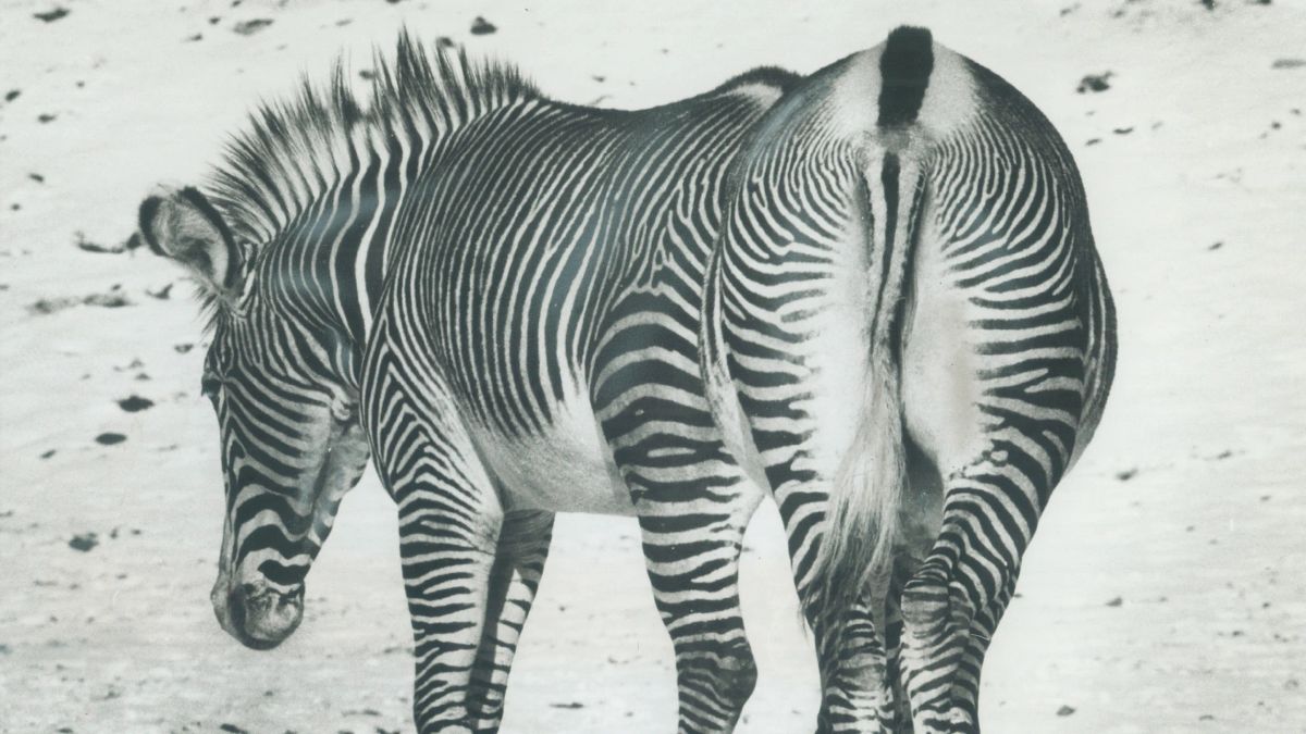 Baker's Dozen: Kacey Musgraves, Toro Y Moi, and Echoes of SOPHIE