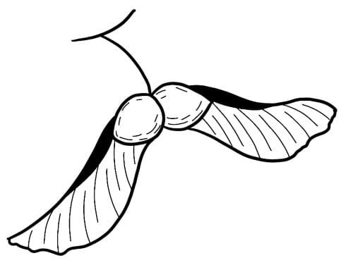 The Sperm Bank