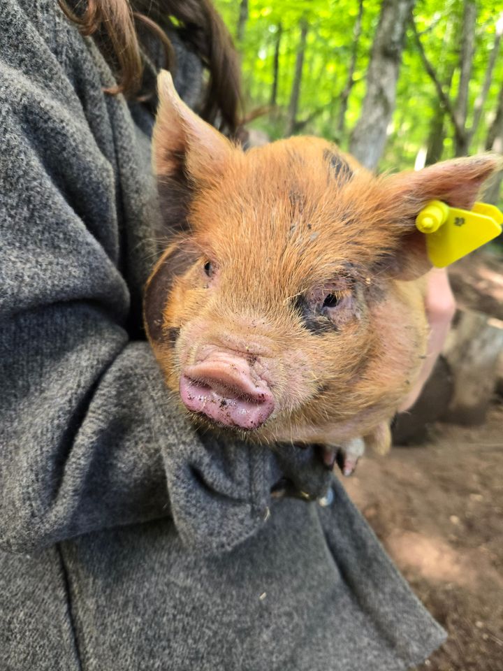 We brought home a piglet (and weren't ready)