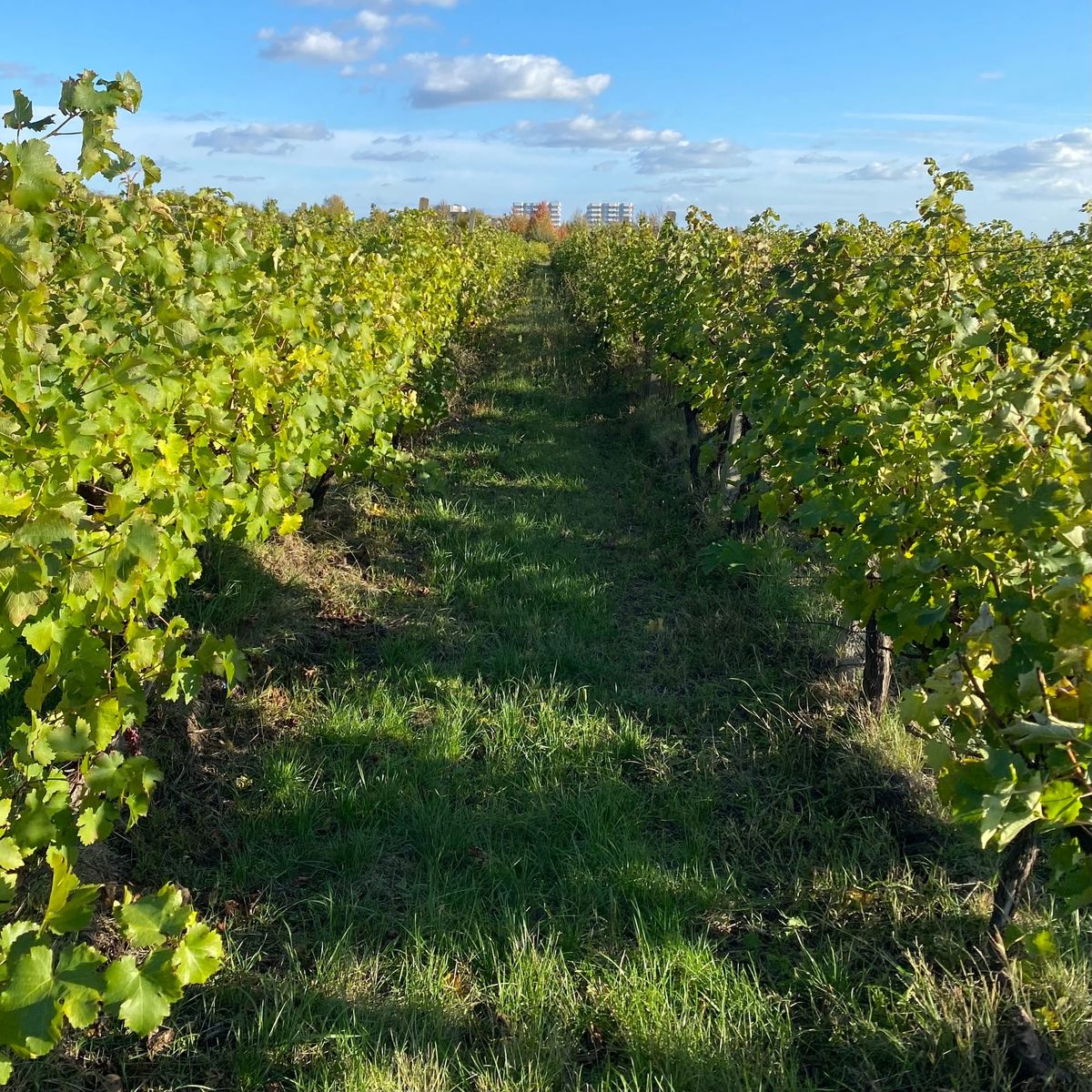 Draft Four: Freelance lessons revisited